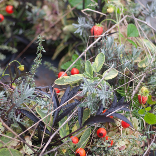 {"id":4924,"disk_name":"692f5ba93c145104307503.jpg","file_name":"herbstkranz_05.jpg","file_size":471539,"content_type":"image\/jpeg","title":null,"description":null,"field":"image","sort_order":4924,"created_at":"2025-12-02T21:35:37.000000Z","updated_at":"2025-12-02T21:35:39.000000Z","offline_responsiveimages_focus_x_axis":null,"offline_responsiveimages_focus_y_axis":null,"path":"https:\/\/claudia-fellmann.ch\/storage\/app\/uploads\/public\/692\/f5b\/a93\/692f5ba93c145104307503.jpg","extension":"jpg"}